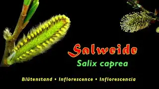 Salix caprea, Salweide, Bewegung isolierter Staubbl&auml;tter , HD1080P, trilingual