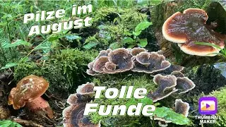 Blutiger Anf&auml;nger  zerschneidet  viele Pilze. Myko Dentic rastet aus