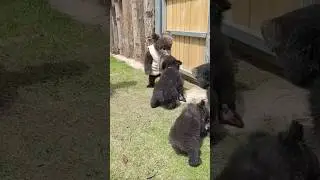 #bear #babyanimals #cuteanimals #animals #animallovers #pets #memes #fyp #cute #cutebaby #petlover
