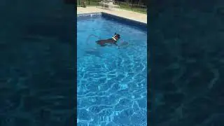 Boxer having fun! Can Boxers Dogs Swim? Are Boxers Good at Swimming?