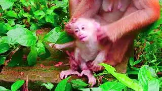 cute baby monkey2023 1