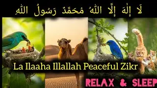 DHIKR | RELAX | PEACEFUL NATURE | ISLAMIC ZIKR HD | NATURE SOUNDS | AI VIDEO#DHIKR#QURAN#ANIMALS#AI