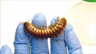 Large millipede in Louisiana