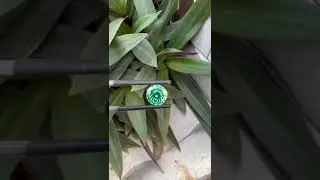 Pure Emerald Gemstone | Cambay Gemstone Exports