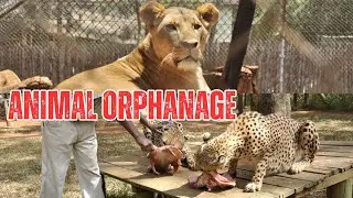 Nairobi National Park Animal Orphanage Tour Lion Feeding, Cheetahs, Leopards, Hyenas & More in Kenya