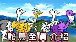 〈貓咪大戰爭〉從新手惡夢到老手的玩具 貓戰中的各種鴕鳥全介紹！