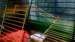 Новий друг Шмуки😏🌺🐭