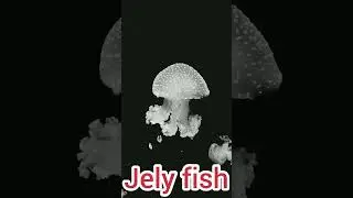 How does a jelly fish sting ? 🤗