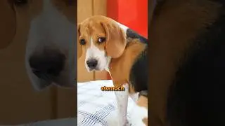 Лучшие корма для биглей
