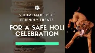 5 Homemade Pet-Friendly Treats for a Safe Holi Celebration