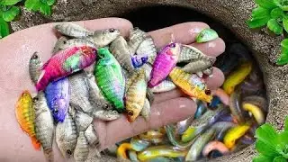 Catch Beautiful Fish | Giant Egg & BabyTurtle Fun