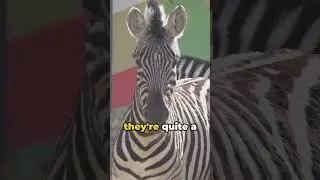 Unlocking the Stripes: Surprising Zebra Facts Revealed! 🦓🔍 #shorts #ZebraFacts #WildlifeWonder