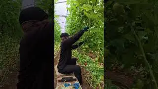 ตัดใบมะเขือเทศ #tomato #farm #farming #farming #garden #garden #tomatogarden  #greenhouse