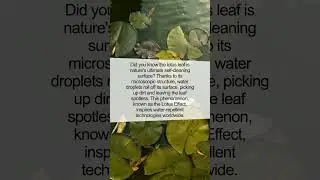 The Incredible Self-Cleaning Power of the Lotus Leaf