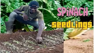 I got over 90 % germination in spinach nursery bed