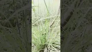 Green Tea plant ||🌱🍃🌾#viralvideo #agriculture #agriculture #kisaani #green #tea#greentea #plants