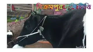 01703852115 ২০+ দুধের গ্যারান্টি সহ গাভী ক্রয় করুন। 