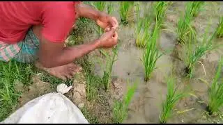 Dry Season Eel Hunting | Boy Going to Catch Big Yellow Eel Fish | New Fishing Bd