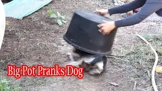 Big Pot pranks dog