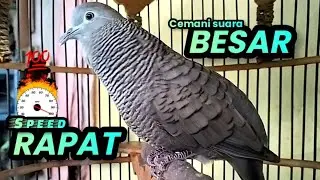 Perkutut cemani Gacor speed rapat suara besar