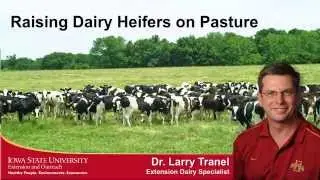 Raising Dairy Heifers on Pasture