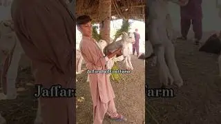 Say MashaAllah Teddy goats lovers zero size teddy goat kid #babygoat #beautifullgoats #viral