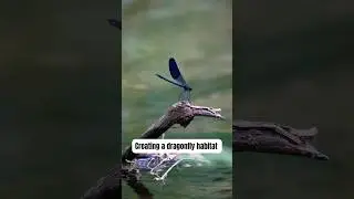 Creating Dragonfly-Friendly Habitat
