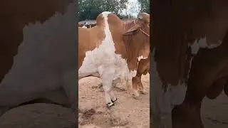 Biggest Bull of Gadap Mawashi Mandi Session 2024 ❤️🔥