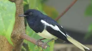 The cutest self talk -  Oriental Magpie Robin  - #birds #garden #asmr