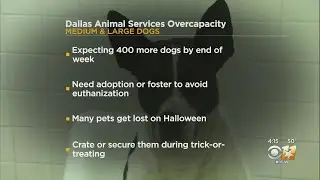 Dallas Animal Services Overcapacity For Dogs
