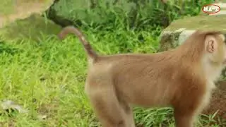 Monkey Pongo  Loka  Meet Mama Violet Near Sro Lao Tree / MA-D.620