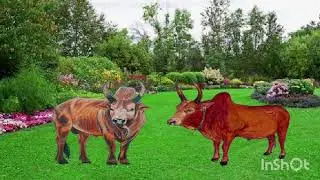 Ro nyuj sib nrau thia npam(dab neeg dab)