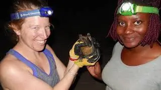 Could Bats Guide Humans To Water?
