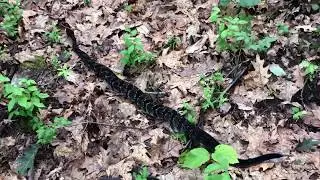 Massive rattlesnake on the Appalachian Trail
