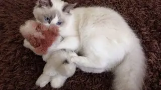 Cute kitten playing rough with his plush dog toy, Jack Russel Terrier - Oliver
