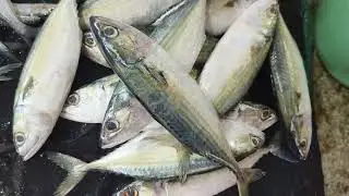 Karwar fish market