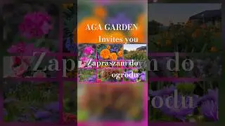Perennials, byliny, hardyannuals, jednoroczne, kwiaty, flowers #ogr&oacute;d #gardendesign #byliny#flowers