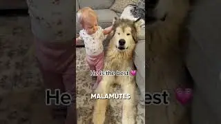 Smartest Dog Trick You'll Ever See! 🐕🤯 #shorts