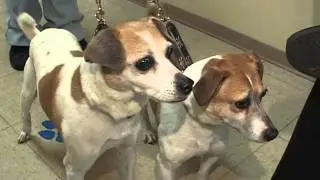 Dogs Waiting for Your Love at Save-A-Pet!.mp4