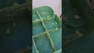 SoCal Bee Removal And Relocation- Live Honey Bee Removal Gone Right In Vista Irrigation Box.