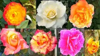 10 Best Rose Variety  With Names   Rose Variety In India  / Rose Flower