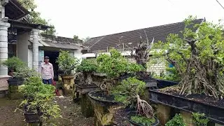 Cek hrg bonsai ,full stok berbagai jenis ,hrg obral  :0838 3190 6330