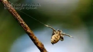 Hyptiotes paradoxus - the Triangle spider