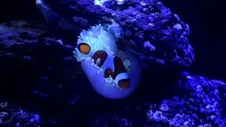 The Marine Life - Anemone, True Percula
