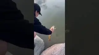 Carp on fly ! #fishing #viral #catchandrelease #fishingtips #montana #fishitwell #fishtok #flyfishin