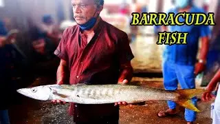 The Great Barracuda Fish Cutting Skills