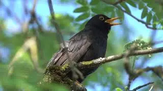 black bird sitting on a tree branch natural video