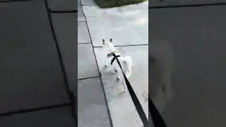 5.13.2024 Daily Loki Walk