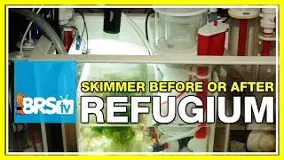 FAQ #29: Should I run my protein skimmer before or after my refugium?