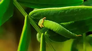 Fascinating life of the black rajah butterfly caterpillars
